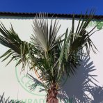 Palma konopná (Trachycarpus fortunei) - výška kmeňa 110-130 cm, celková výška 250-270 cm, kont. C70L (-17°C)